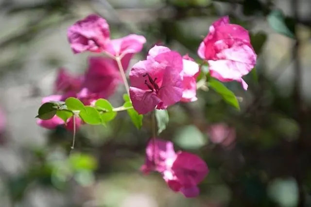 Hotel Hotel Finikounda Finikounda